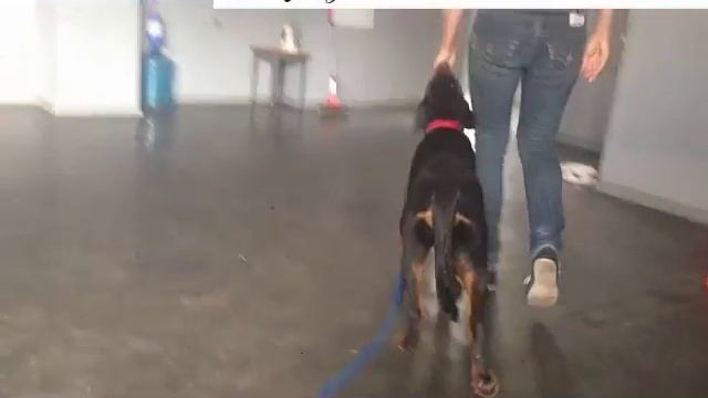 Дрессировка щенка ротвейлера смотреть онлайн