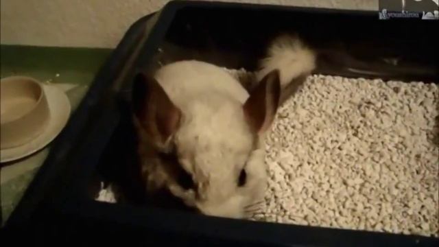 Шиншила и кот не могут поделить туалет смотреть онлайн