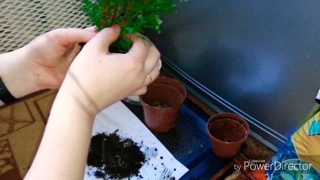 Как пересаживать кипарис. Содержание в домашних условиях. смотреть онлайн