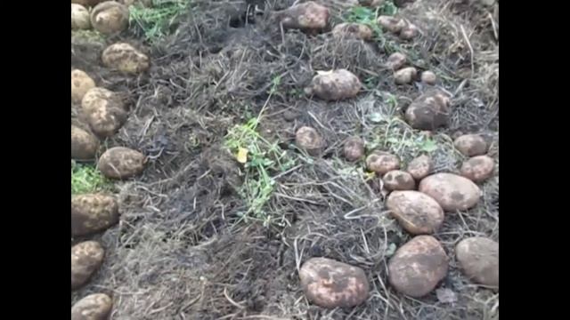 Картофель без окучивания и прополки или посаженный традиционным способом?ЧТО ЛУЧШЕ?СРАВНЕНИЕ!!! смотреть онлайн