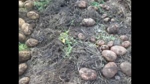 Картофель без окучивания и прополки или посаженный традиционным способом?ЧТО ЛУЧШЕ?СРАВНЕНИЕ!!!