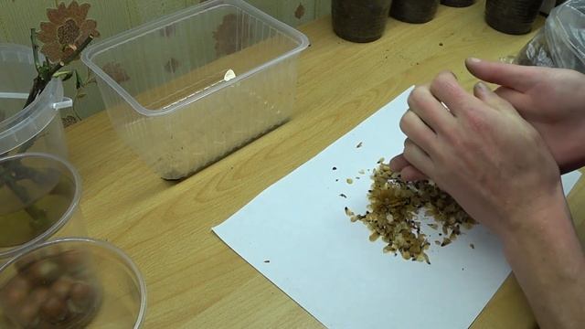 Как вырастить голубую ель из семян. смотреть онлайн