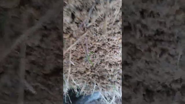 Weird worm pile and weird tree. PLUS tree climbing смотреть онлайн