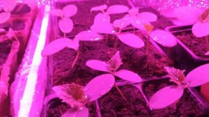 Рассада огурцов под фитолампами