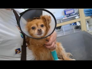 С Веней случилась беда.