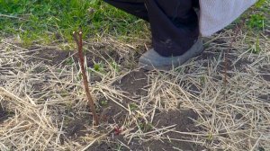 Обрезка малины в первый год. Правильная обрезка ремонтантной и обычной малины.