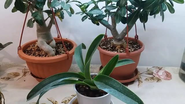 Яйца в помощь пафиопедилумам(башмачкам)?Не повторять до окончания эксперимента! смотреть онлайн