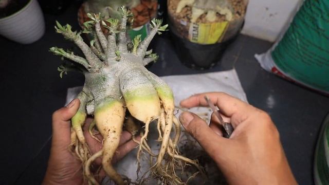 How to Enlarge the Stem / Caudex of the Adenium Plant. Desert Rose Bonsai смотреть онлайн