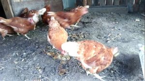 Куры ждут меня с работы на обед, как родного.