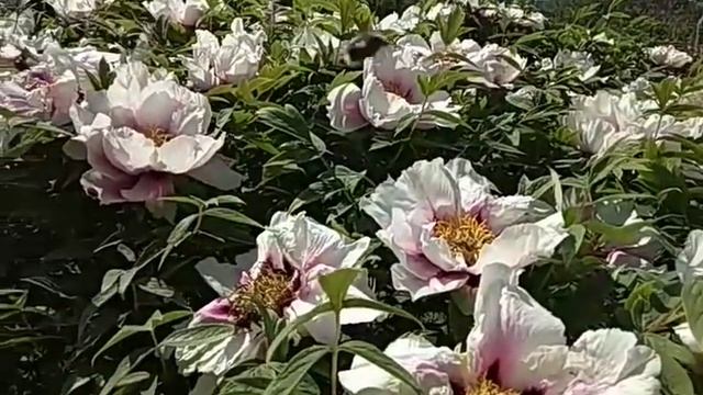 Воссоединение со Своей Вселенной. Что Это и Для Чего? смотреть онлайн