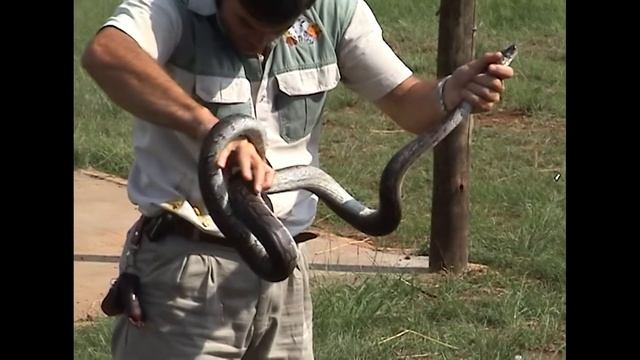 Python does a poo on handler смотреть онлайн