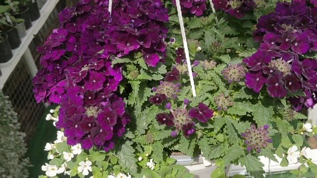 Вегетативная вербена в кашпо. Микс с бакопой. смотреть онлайн