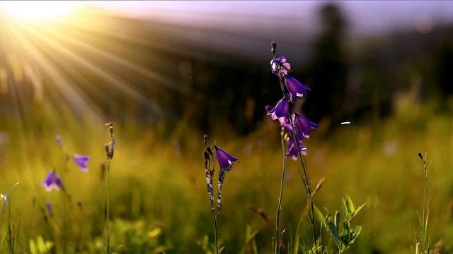 Весна, весна пора любви… ? Скринсейвер Весна ? Весенняя Фоновая Заставка на экран ?