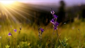 Весна, весна пора любви… ? Скринсейвер Весна ? Весенняя Фоновая Заставка на экран ?