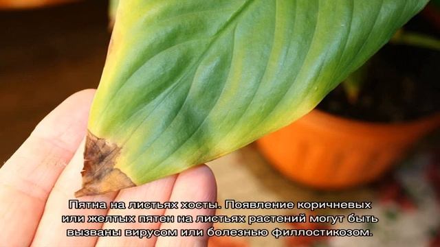 Болезни хосты смотреть онлайн