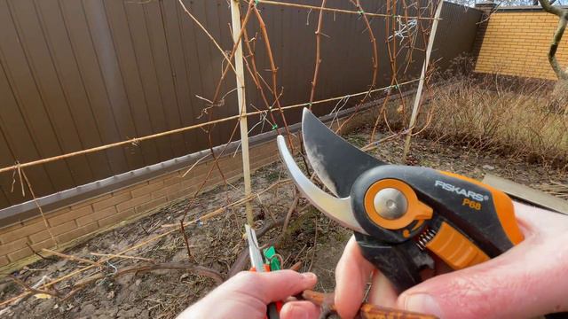 Ось так перезимувал виноград,що не вкривався на зиму.