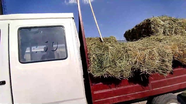 СОКУЛУК МАЛ БАЗАРЫ ЧӨПТҮН БААСЫ смотреть онлайн