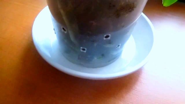 Phalaenopsis Pulchra