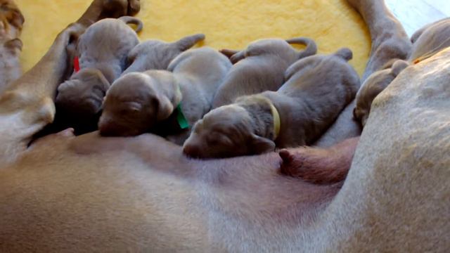 weimaraner - breast feeding смотреть онлайн