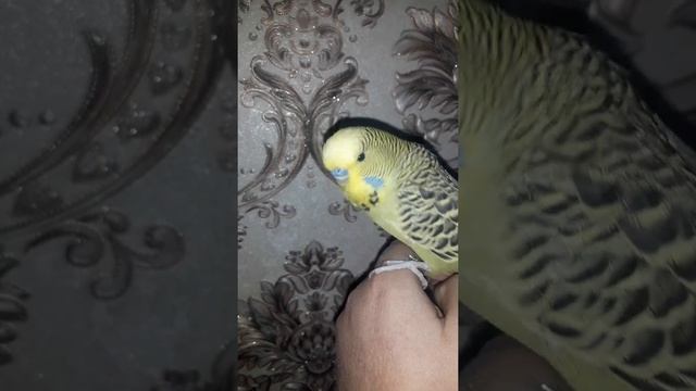 Маленькие попугайчики смотреть онлайн