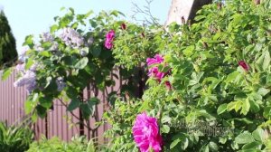 Что посадить за забором // роза ХАНСА (Hansa) // лучшие гибриды ругозы