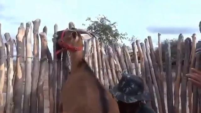 Козы с огромным выменем смотреть онлайн