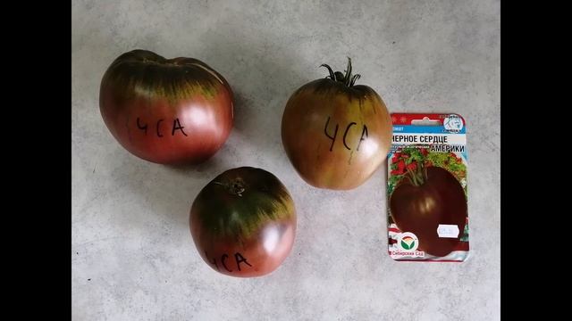 Самые красивые и вкусные томаты смотреть онлайн