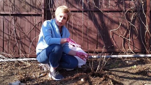 Обрезка крупнолистной и пильчатой гортензии / Садовый гид смотреть онлайн