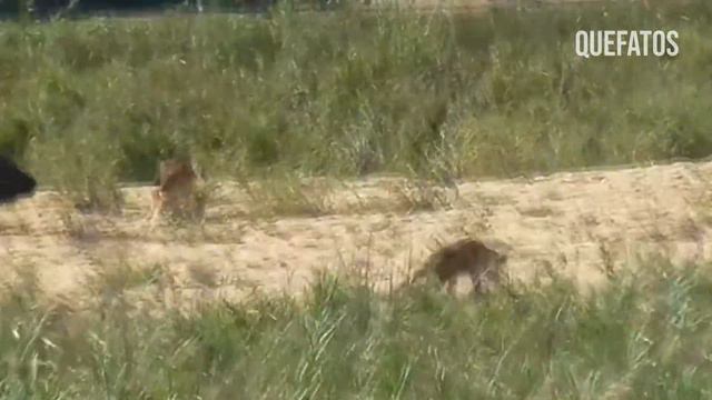 Mamãe ELEFANTE salva seu filhote na hora certa dos LEÕES !!.🐘🦁. смотреть онлайн