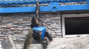 Шимпанзе верхолаз 07.07.17 Новосибирский зоопарк им.Р.А.Шило