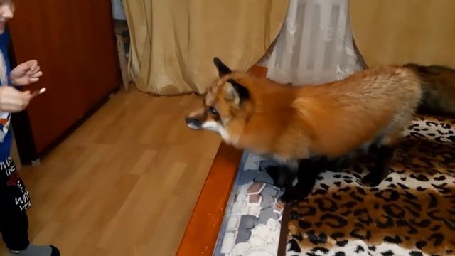ЛисЯша. Лисьи игры в доме смотреть онлайн