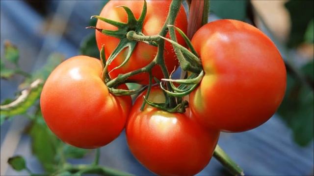 Пять способов ухода за томатами-Чтобы томаты не жировали смотреть онлайн