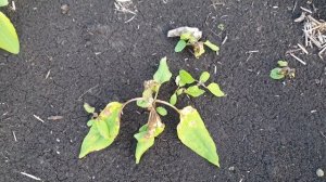 экспресc, Гранстар, на подсолнечнике берёт ли падалицу  подсолнечника устойчивого к евролайтингу