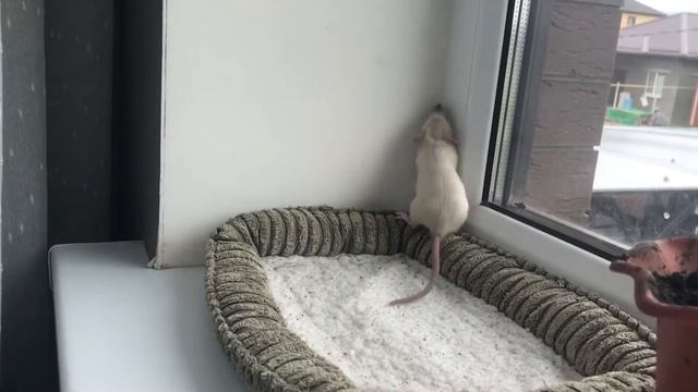 ?КАК приручить КРЫСУ к РУКАМ,ЧТО делать если КРЫСА кусается??