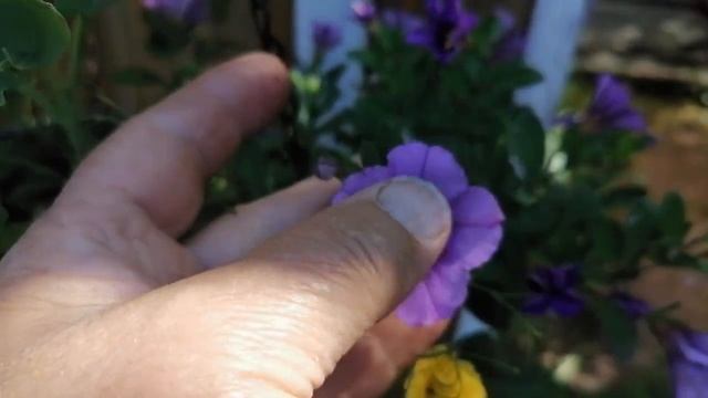 КАЛИБРАХОА МИЛЛИОН КОЛОКОЛЬЧИКОВ на одном кусту))) смотреть онлайн