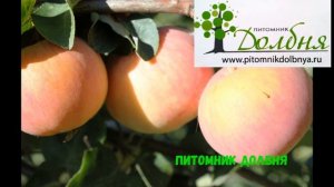 Яблони,  лучшие сорта для Оренбурга,Орска и всего Оренбуржья! https://www.pitomnikdolbnya.ru