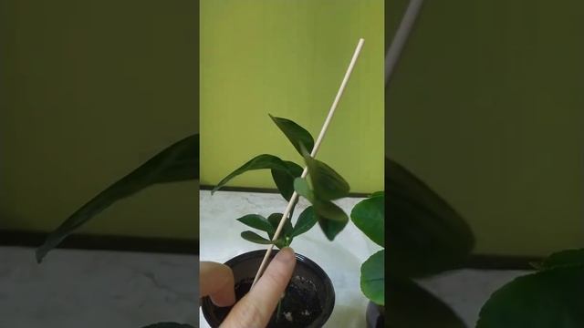 #Домашние растения. #Маленькие цитрусовые завязывают бутоны-что делать? #цветоводство #лимоны #цвет смотреть онлайн