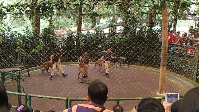 TIGERS ATTRACTIONS - Bogor, West Java, Indonesia смотреть онлайн