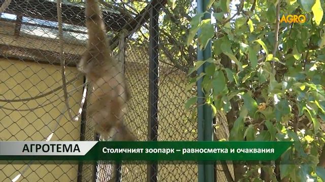 Агротема: Столичният зоопарк – равносметка и очаквания, автор Цветелина Влайкова смотреть онлайн