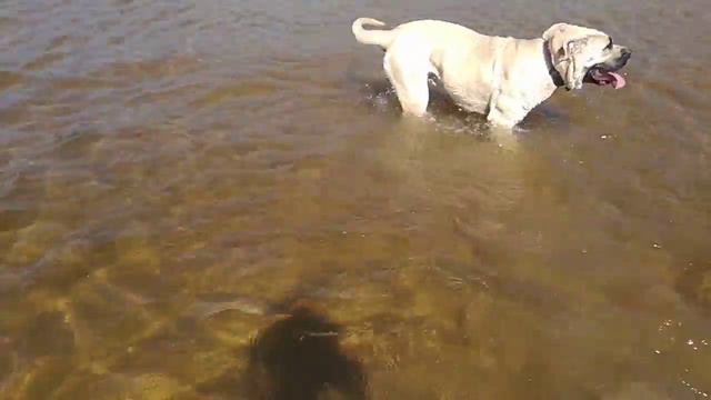 Собака- плавать бояка( #кадебо смотреть онлайн