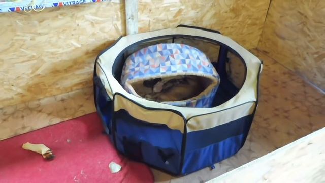 #ЧИХУА КУДА Я ДЕНУ СТАРУЮ СОБАКУ ? ЧАСТЬ № 2#ЩЕНОК БЕСПЛАТНО#ЧИХУА В ДОБРЫЕ РУКИ#ПИТОМНИКМАРИМИСТИ смотреть онлайн