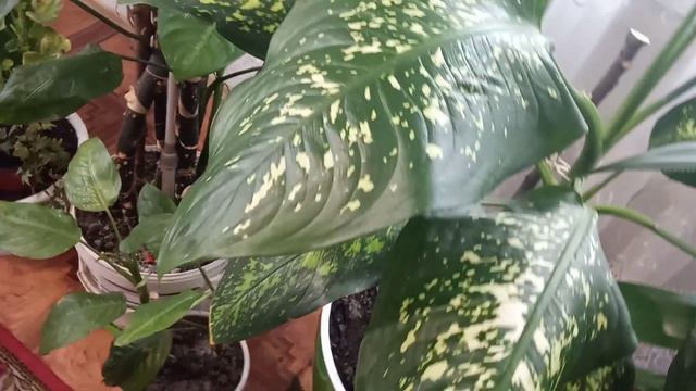 Огромная диффенбахия упирающая в потолок смотреть онлайн