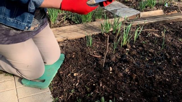 Спаржа. Как вырастить в Подмосковье. смотреть онлайн