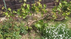 Выбираем и сажаем северный виноград в Подмосковье. Зимние сорта, шпалеры и принципы формировки