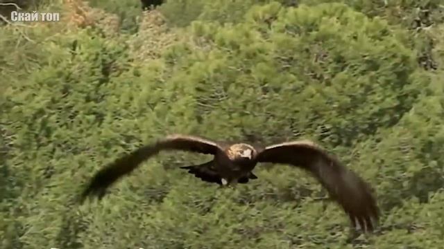 Самые большие хищные птицы на планете! Огромные птицы хищники смотреть онлайн