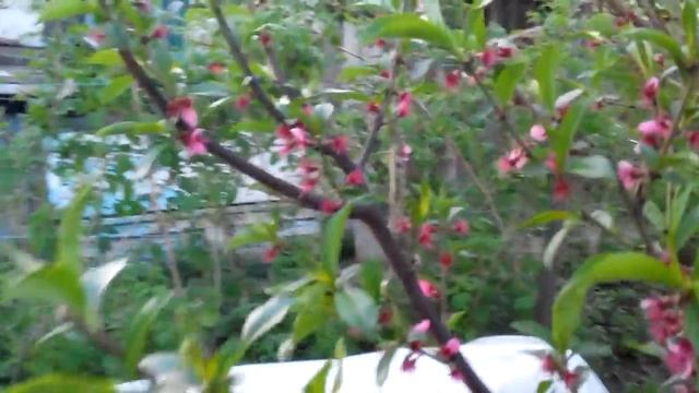 Курчавость листьев персика. Пора обрабатывать фунгицидами. смотреть онлайн