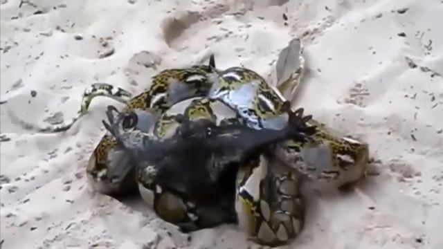 Giant Bat vs Python Fight to The Death - Most Terrible Battle of Flying Fox смотреть онлайн