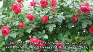 Роза Квадра