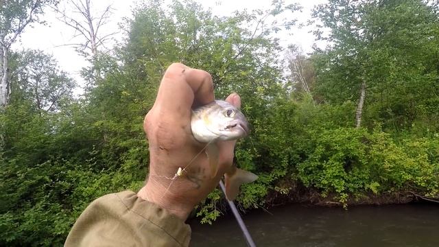Рыбалка на Хариуса ДИЧАЙШИЕ места/По Тропе ХОЗЯИНА за ХАРИУСОМ/Июль