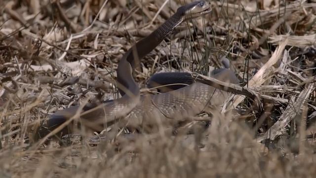 Black mamba vs Human! смотреть онлайн